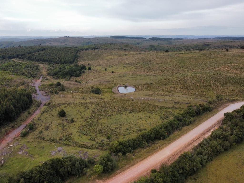 Campo ganadero-forestal en Isla Patrulla. Departamento de Treinta y Tres 